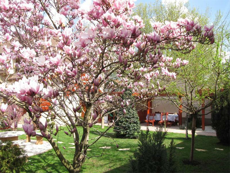 Szegfu Apartman Vila Hajdúszoboszló Exterior foto